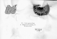 Polyporus versicolor image